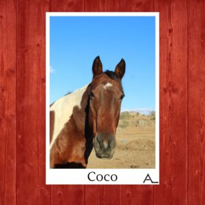 Coco – the Social Butterfly