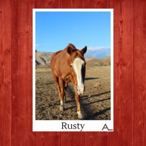 Rusty – the Introvert