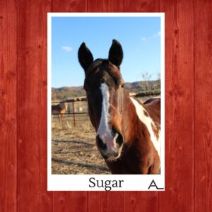 Sugar – Sugar and Spice